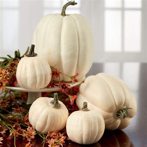 white pumpkins amazon